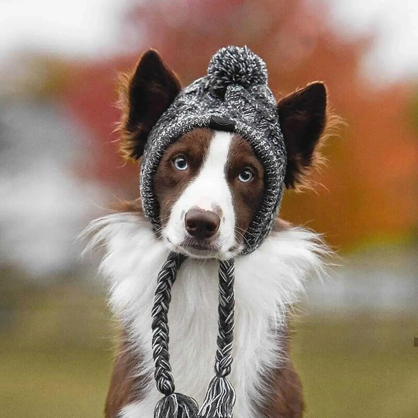 PAW CAP™ | Wintermütze für Hunde